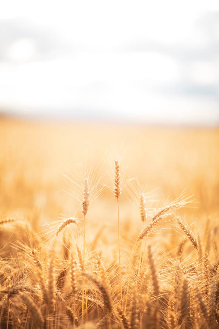 vadim-paripa-vEK0mCz4Ow0-unsplash